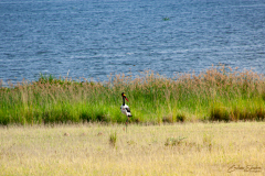 Jabirú africano
