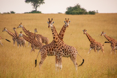 Jirafas