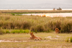 Pareja de leones