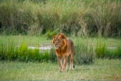 Rey de la selva