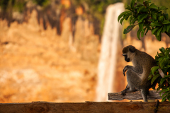 Vervet